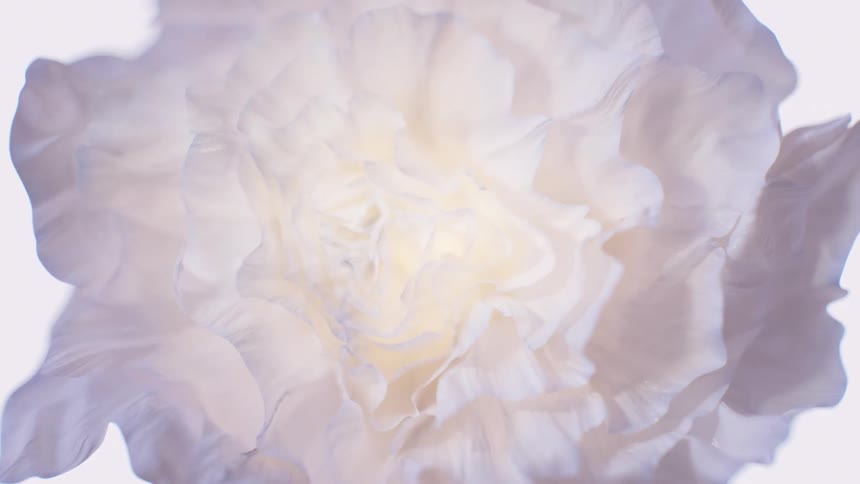 Slowly zooming into the soft, ethereal center of a beautiful white flower with delicate, ruffled petals