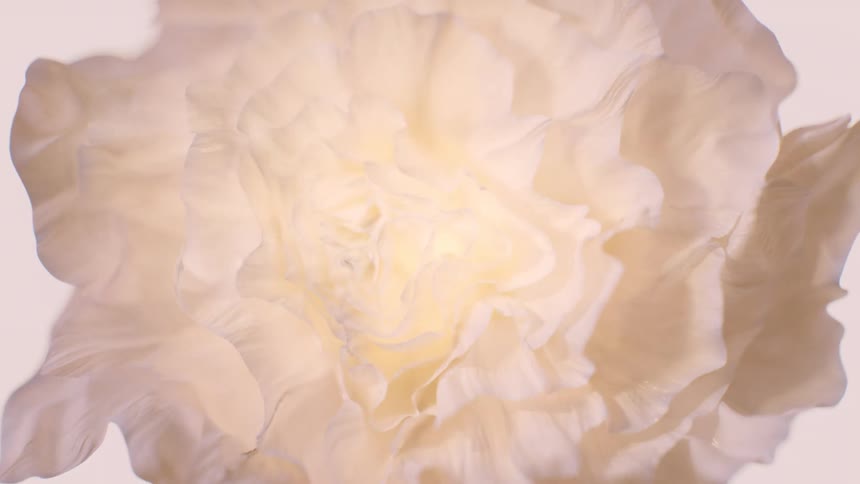 A slow and gentle macro zoom into the delicate, ruffled petals of a soft white flower against a plain background