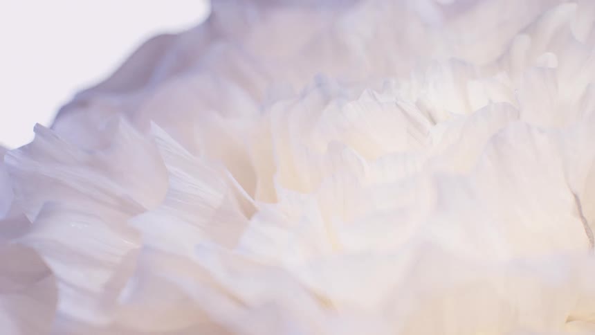 Delicate, translucent white ruffles of a flower's petals create a dreamy, abstract background