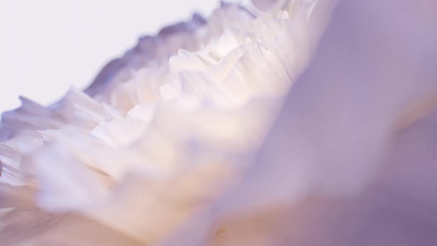 Soft and ethereal macro view of delicate, ruffled white and lilac flower petals in bright light