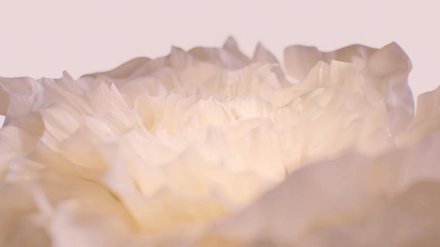 A gentle focus pull through the delicate, ruffled petals of a soft white flower