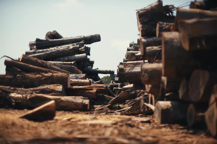 Low-angle shot of a path between two large piles of freshly cut logs at a lumber mill on a sunny day