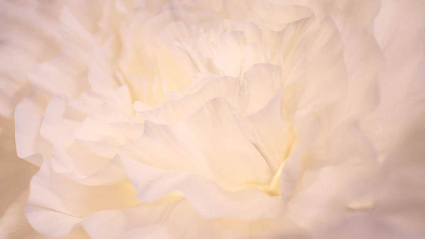 An abstract macro shot reveals the delicate, soft white petals of a decorative flower glowing with warm light