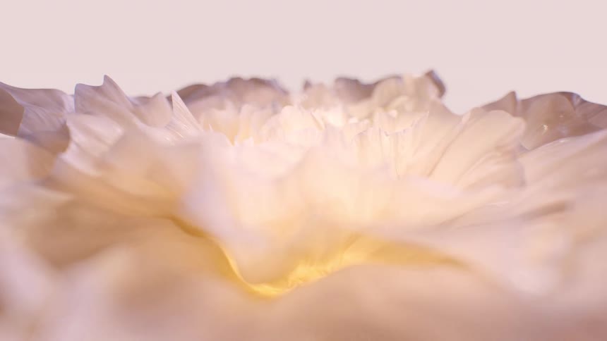 Soft light illuminates the delicate, layered petals of a white flower in an abstract macro shot