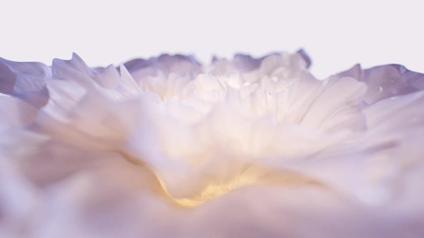 An ethereal macro shot captures the delicate, glowing petals of a white flower in a serene slow-motion focus pull