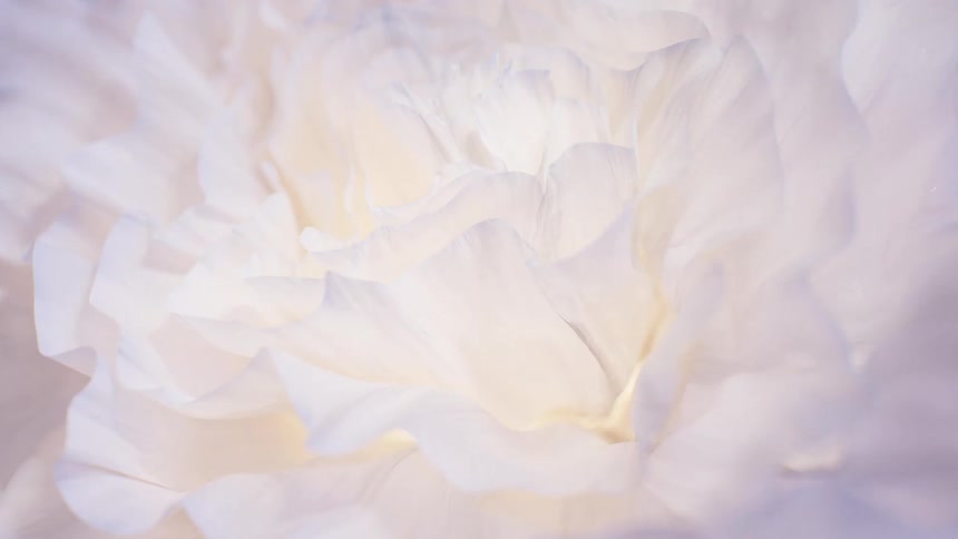A dreamy macro view reveals the soft, glowing, layered petals of a white peony flower