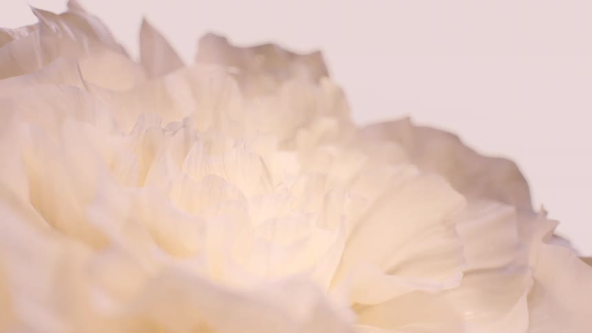 A serene macro shot captures the intricate, ruffled texture of a beautiful white flower's delicate petals