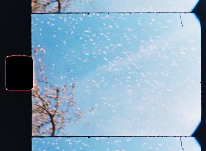 A vintage film-style shot looks up as cherry blossom petals float through the air against a bright blue sky