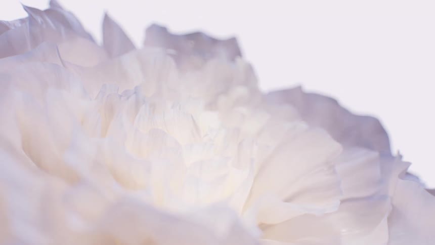 An ethereal and abstract macro view of the delicate, soft petals of a white ranunculus flower