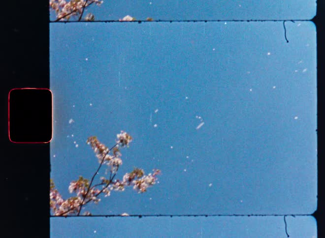 A vintage film-style shot tilts down from blooming cherry blossom branches as petals fall like snow against a clear blue sky
