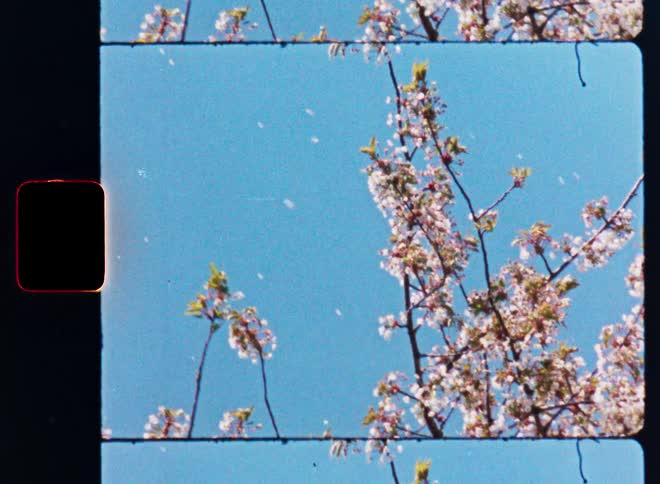 A slow pan down a beautiful cherry blossom tree as petals gently fall against a bright blue sky, captured on grainy vintage film
