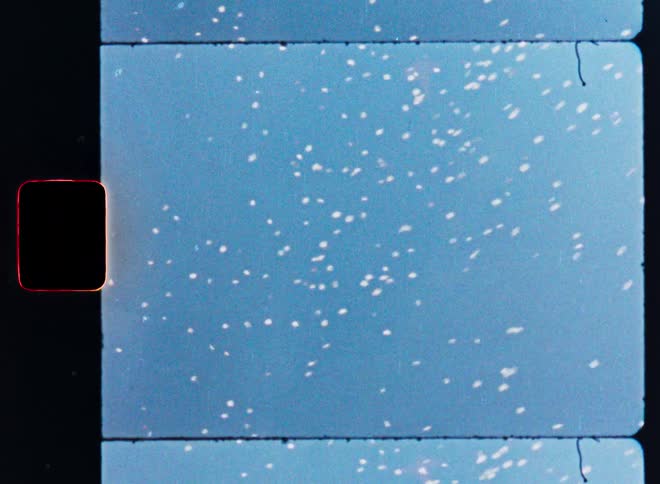 Graceful cherry blossom petals float down from a tree against a clear blue sky in a beautiful vintage film shot