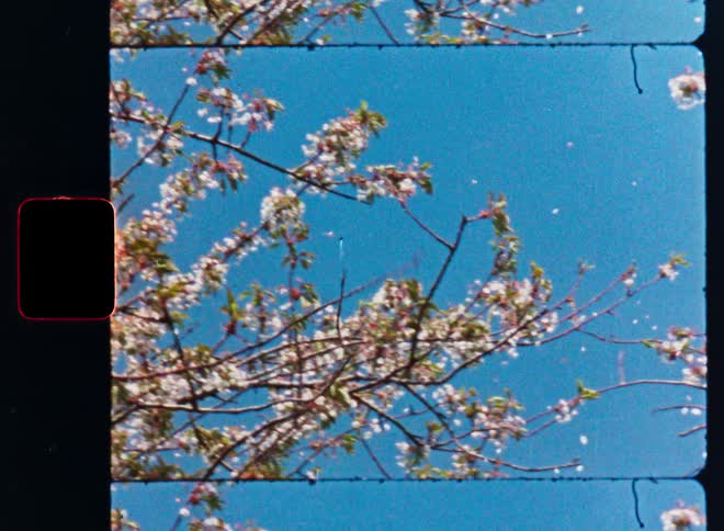 A low-angle, vintage film shot shows delicate cherry blossom petals gently falling from branches against a clear blue spring sky