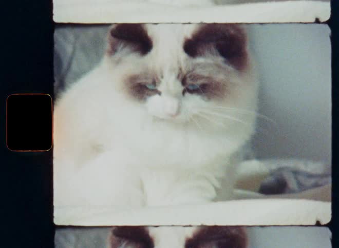 An adorable fluffy blue-eyed cat licks its nose in a close-up shot with a nostalgic vintage film aesthetic