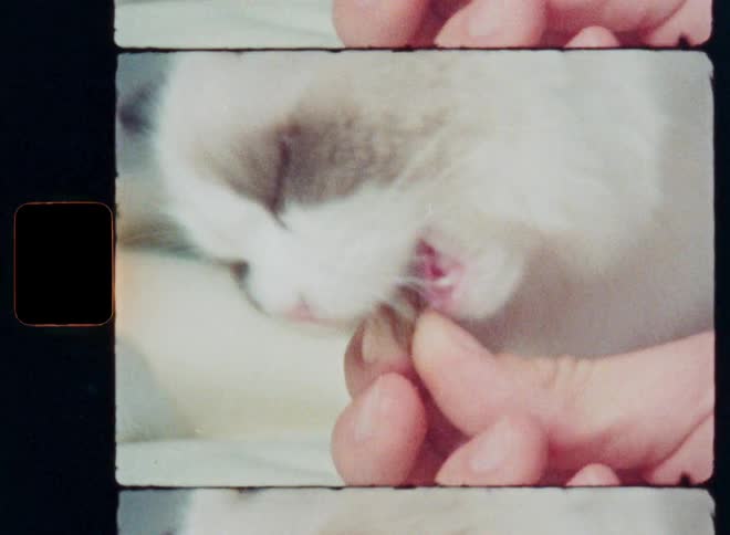 Vintage 8mm film captures a close-up of a person hand-feeding a treat to a fluffy cat