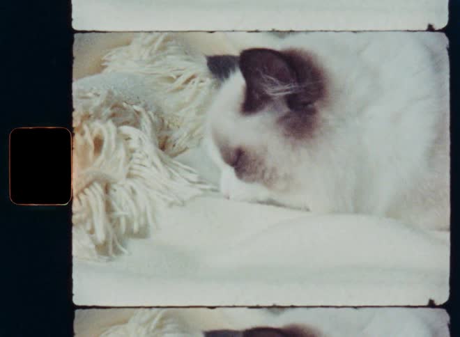 A fluffy Ragdoll cat sleeps soundly on a cozy white blanket in a vintage 8mm film scan