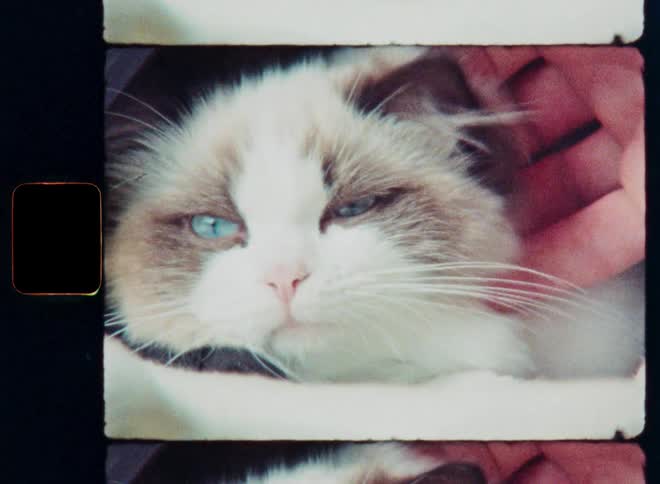 Vintage 8mm film captures a close-up of a sleepy, fluffy cat with blue eyes being gently petted