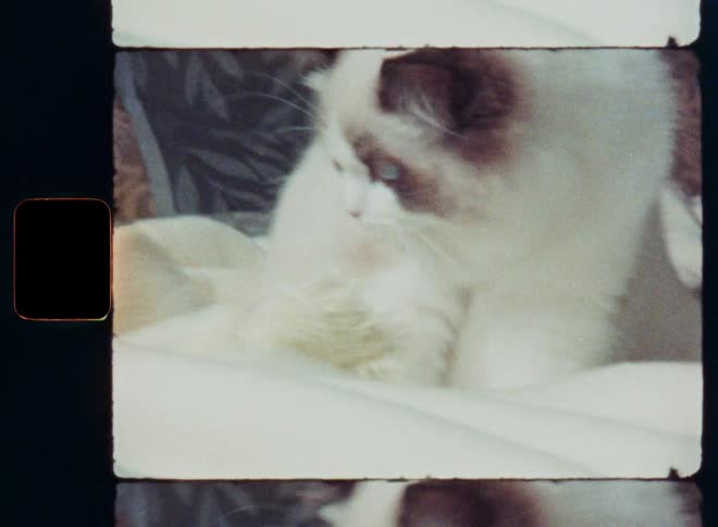 A vintage film-style close-up of a beautiful fluffy Ragdoll cat with bright blue eyes relaxing on a bed