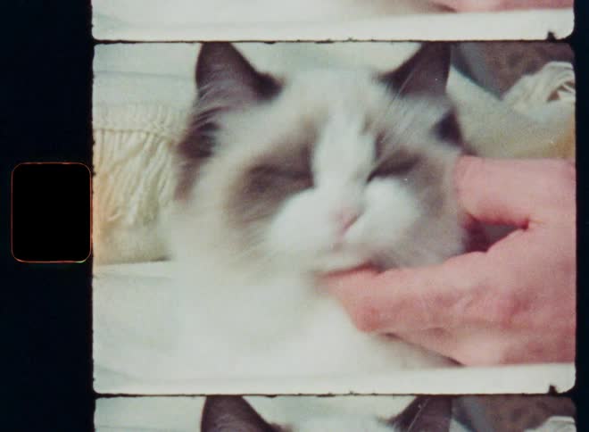 A fluffy blue-eyed ragdoll cat is gently petted by its owner in a cozy close-up shot with a vintage home video film frame effect