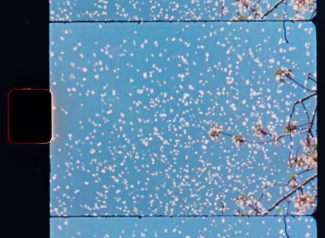 Dreamy vintage-style animation shows white blossom petals falling from a tree against a clear blue sky