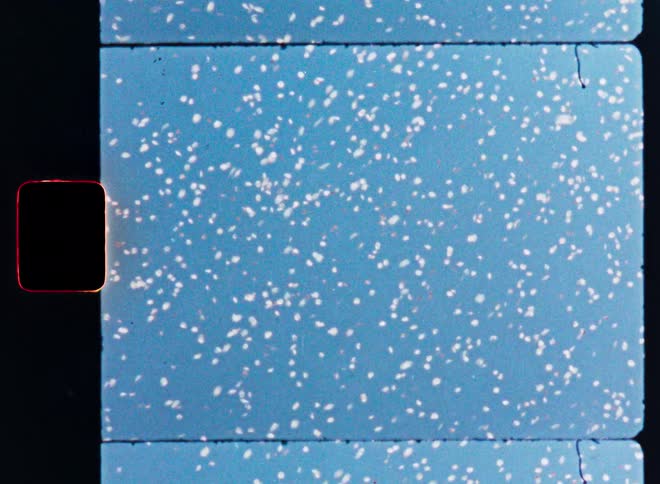 A squirrel jumps through a blossoming cherry tree as white petals fall like snow against a bright blue sky, captured on vintage film