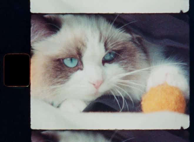 A vintage film close-up of a fluffy Ragdoll cat with stunning blue eyes relaxing with its orange toy ball