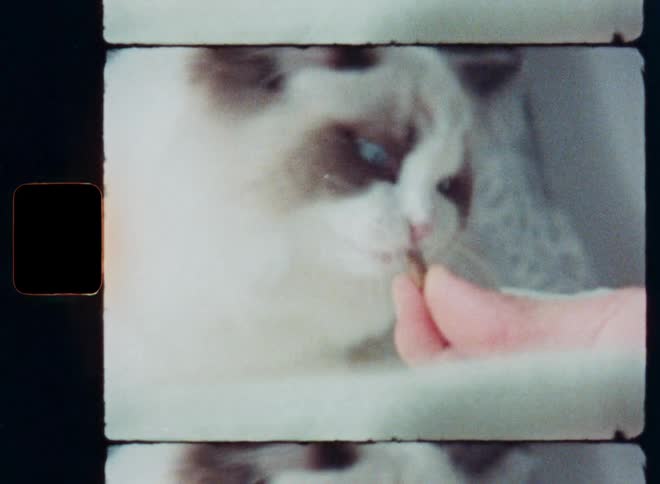 A fluffy, blue-eyed cat gently eats a treat from a person's hand in a vintage film close-up