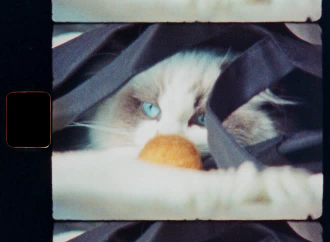 A close-up vintage film shot of a sleepy blue-eyed cat cuddling a toy ball before falling asleep in a cozy blanket