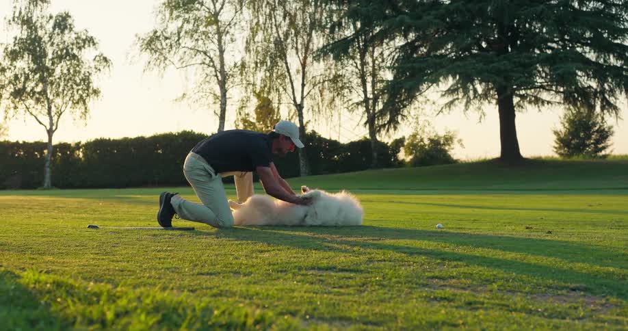 A man lovingly gives his fluffy white Samoyed a belly rub on a golf course during a beautiful golden hour sunset