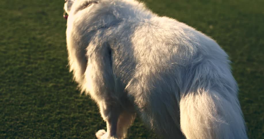 Over the shoulder slow-motion view of a fluffy white Samoyed dog standing on a green lawn during golden hour