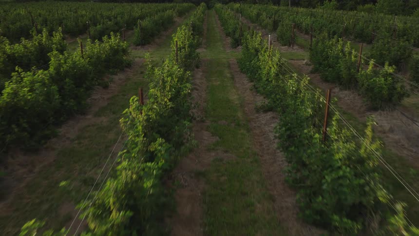 Aerial dolly shot pulling back over lush green rows of raspberry bushes growing on a rural farm