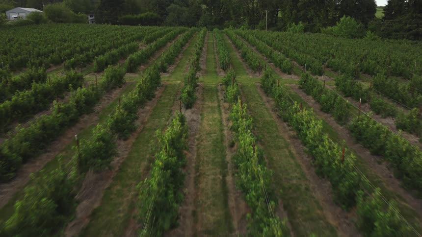 An aerial drone shot flies low over the long, neat rows of a lush green raspberry farm in the countryside