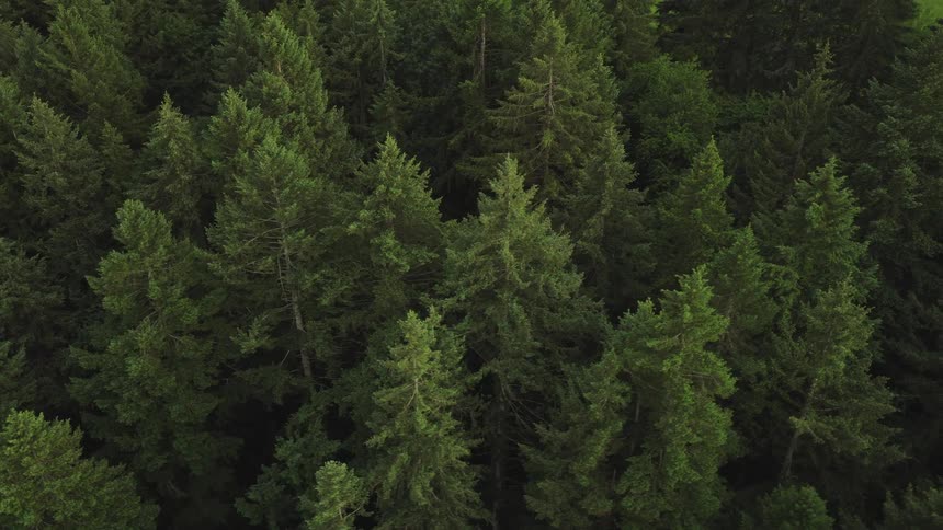 A high-angle aerial view slowly pulls back from a dense evergreen forest, revealing the vast wilderness