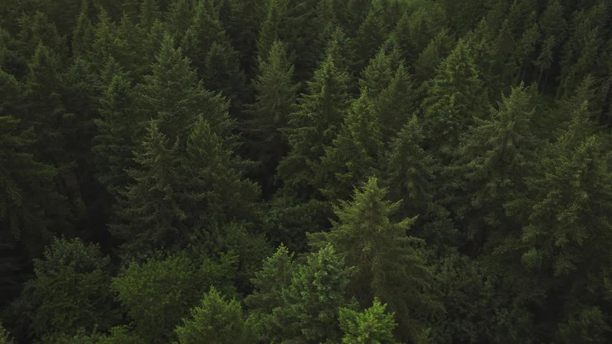 A slow aerial pullback reveals the lush, dense canopy of a dark green evergreen forest