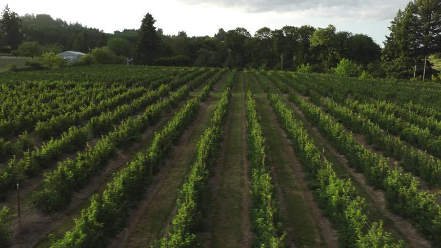 A slow and steady aerial pullback shot reveals a large agricultural field with lush green crops growing in perfect rows