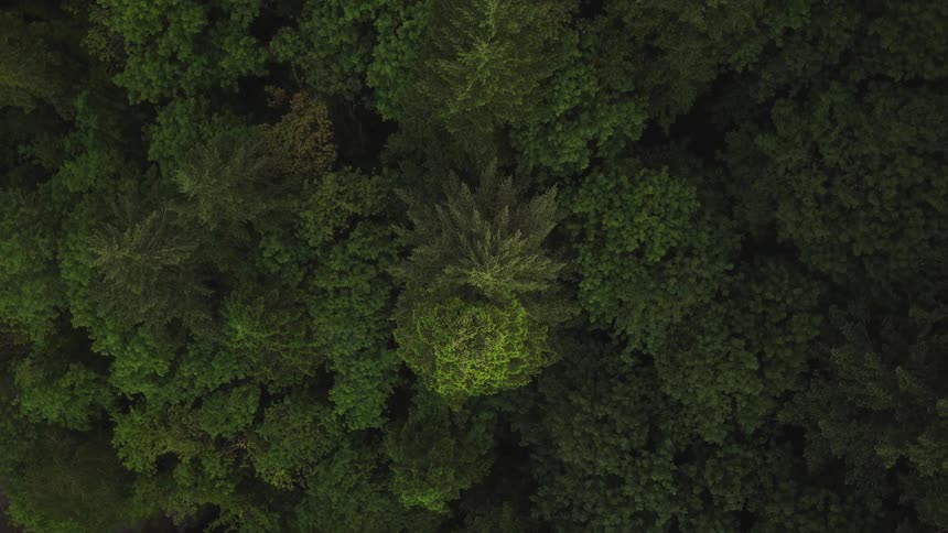 An aerial top-down view slowly ascends, revealing the dense canopy of a lush green forest