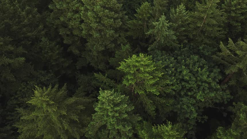 An aerial top-down view slowly ascends over a dense, lush green forest canopy
