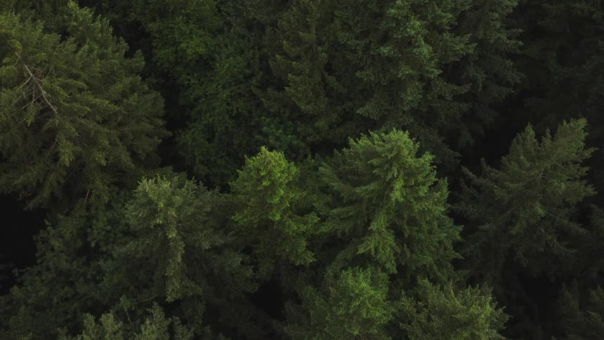 A mesmerizing top-down aerial shot slowly descends over a lush, green pine forest