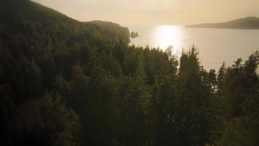 A slow aerial pullback reveals a vast evergreen forest meeting the tranquil ocean at golden hour