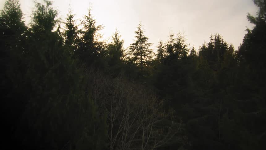 Sunlight peeks through the dark evergreen treetops during a slow cinematic pan across the forest