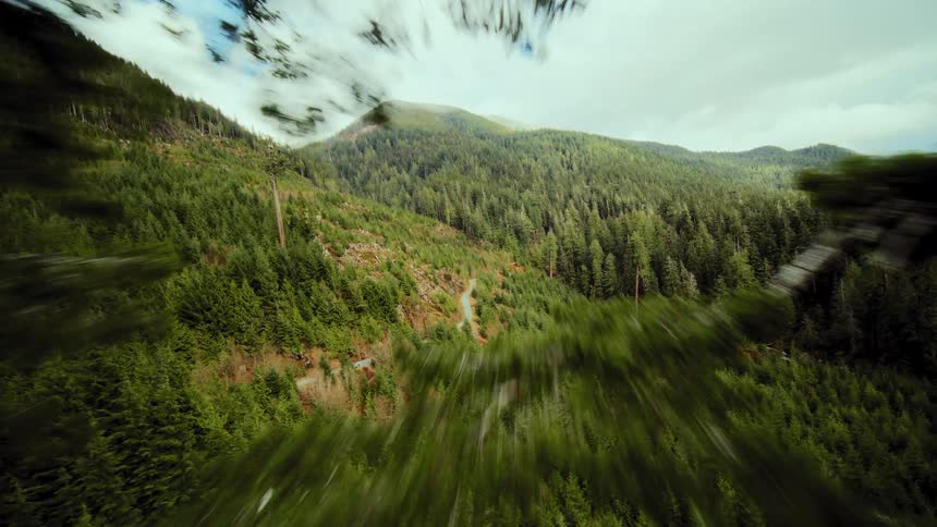 A dramatic aerial perspective flies past a tall evergreen tree, soaring over a vast mountain forest