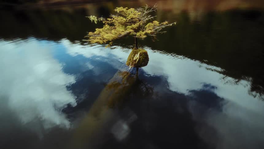 An aerial view glides over a tranquil lake with cloud reflections, circling a solitary tree growing in the water before ascending into the sky