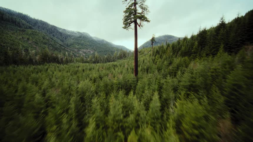 An exhilarating, high-speed aerial journey over a lush green forest, tilting up from the canopy of trees to a solitary giant and into the cloudy sky