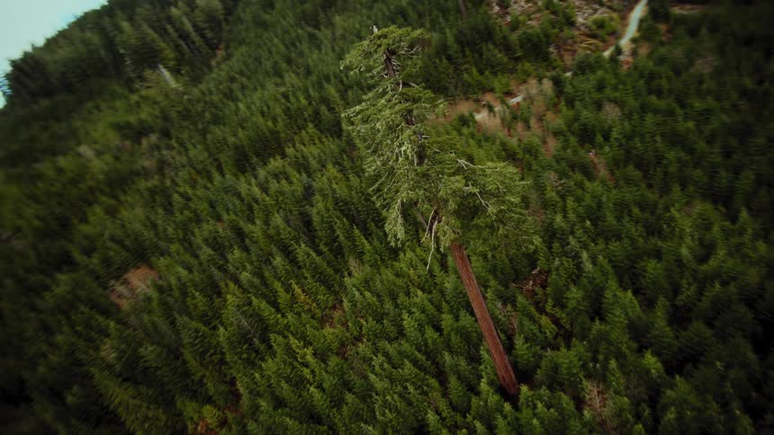 A dramatic aerial shot orbits a giant, solitary evergreen tree standing tall amidst a vast, dense forest on a steep mountain slope