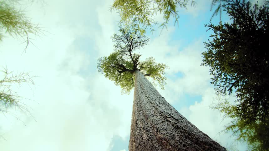 A majestic worms-eye view looking up the trunk of a giant tree reaching for the bright blue sky