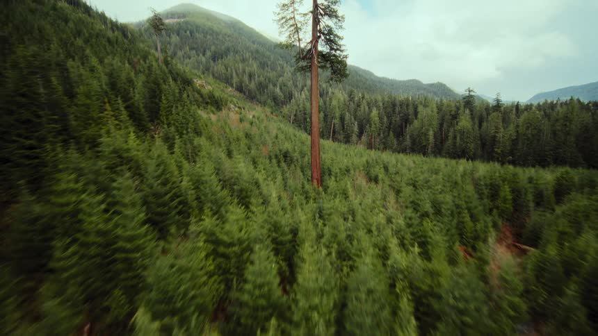 A fast aerial shot soars over a young evergreen forest, tilting up to reveal a single giant old-growth tree towering above the vast wilderness