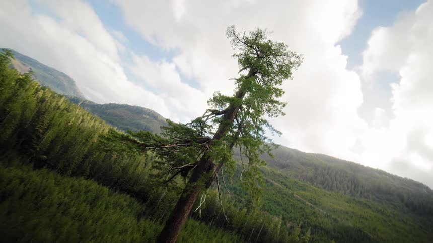 An epic drone shot circles a lone, majestic tree that towers above a vast evergreen forest on a cloudy day