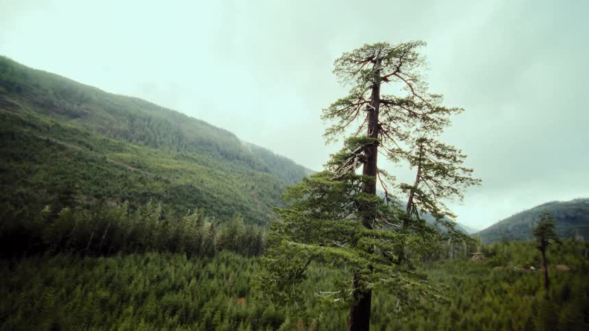 A low-angle, canted shot of a tall, wind-blown pine tree dramatically pulls back, revealing its towering presence in a vast mountain forest