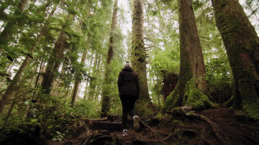 A person in a winter jacket slowly hikes up a mossy trail, surrounded by the giant, ancient trees of a lush green rainforest