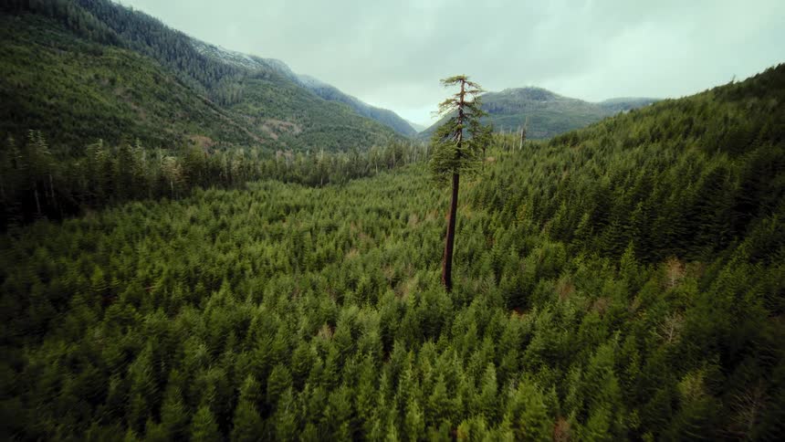 A dramatic aerial shot flies over a dense mountain forest, focusing on a single, towering old-growth tree amidst younger trees